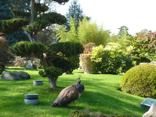 Jardin D'Acclimatation