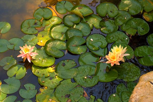 Zilker Botanical Garden