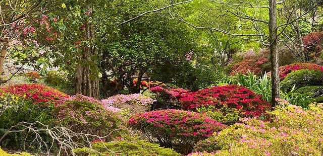 Adelaide Botanic Garden