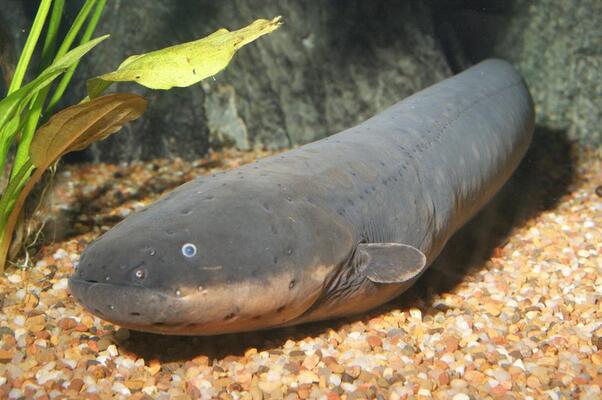 Children's Aquarium at Fair Park