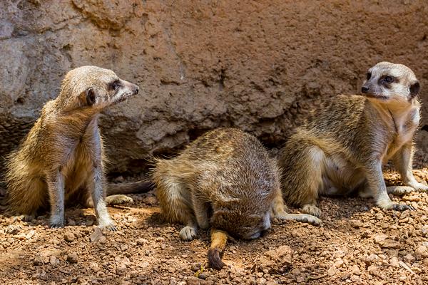 Houston Zoo