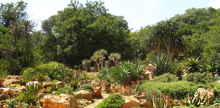 Kirstenbosch National Botanical Garden