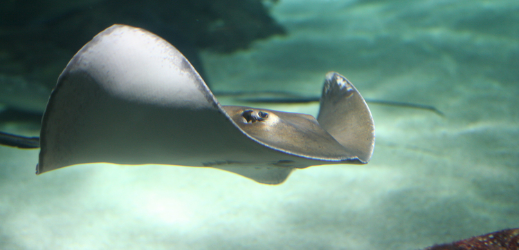 Audubon Aquarium