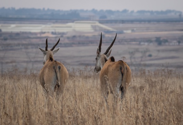 Rietvlei Nature Reserve