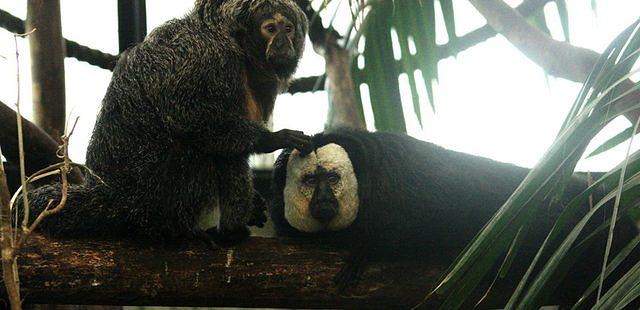 Parc De Lunaret-zoo De Montpellier