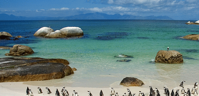 Boulders Beach Penguin Colony