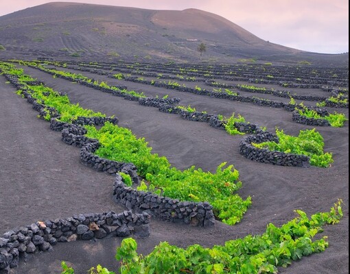 Bodegas Los Bermejos