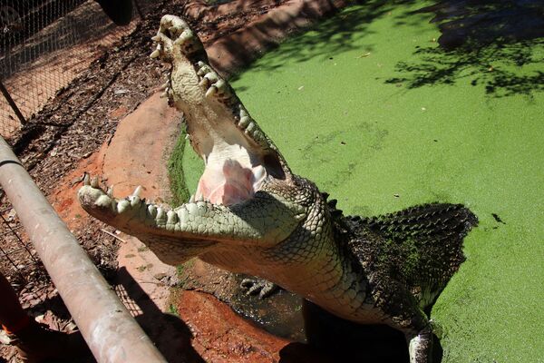 Malcolm Douglas Broome Crocodile Park