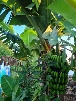 Au Domaine du Vacoa