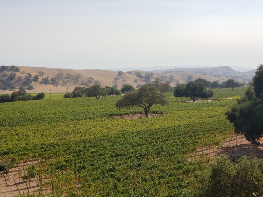 Firestone Vineyard