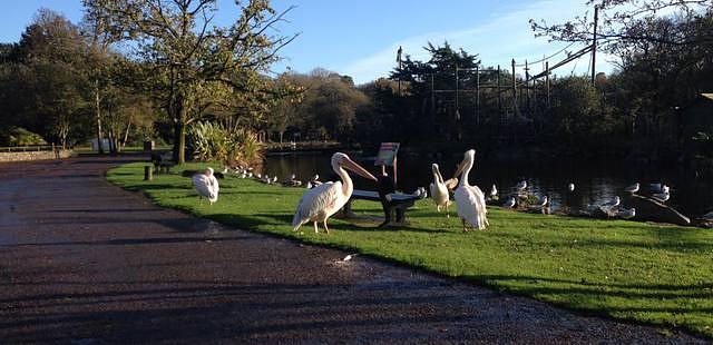 Fota Wildlife Park