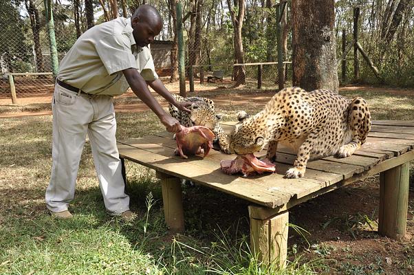 Nairobi Education Centre - Animal Orphanage