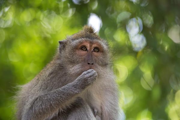 Sacred Monkey Forest Sanctuary