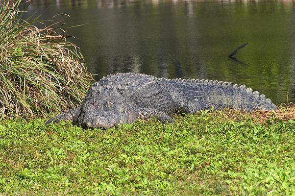 Naples Zoo at Caribbean Gardens