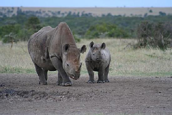 Porini Rhino Camp