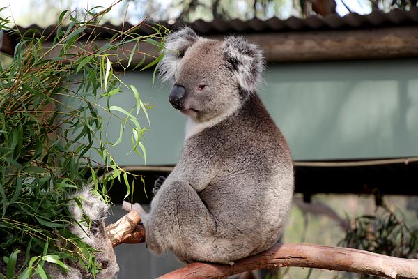 Lone Pine Koala Sanctuary