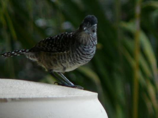 The Naturalist Beach Resort