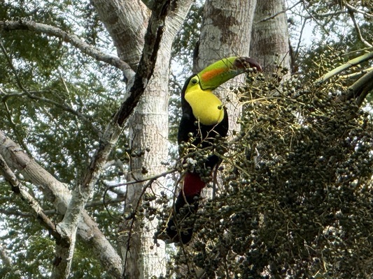 Belize Botanic Gardens