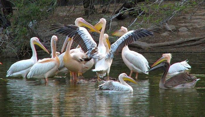 National Zoological Park of Delhi