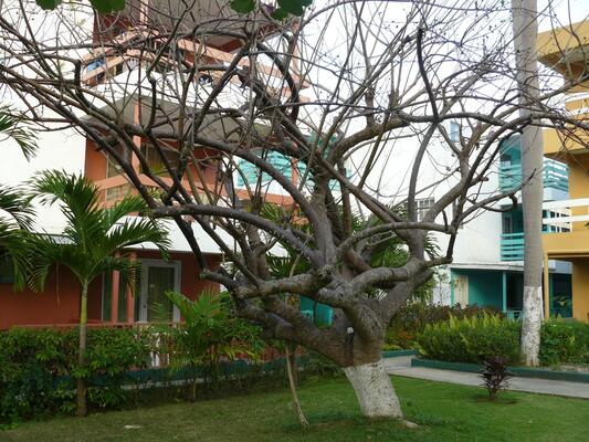 Negril Beach Club Resort