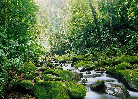 Monteverde Cloud Forest Biological Reserve