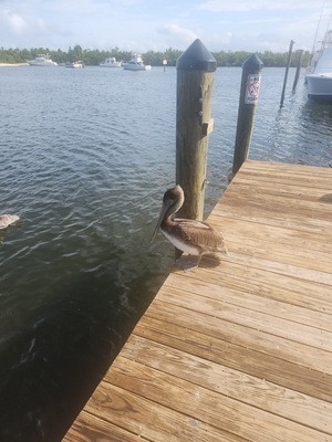 Bokeelia Tarpon Inn