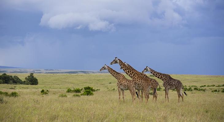 Rekero Camp, Asilia Africa