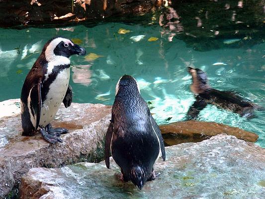 The Dallas World Aquarium