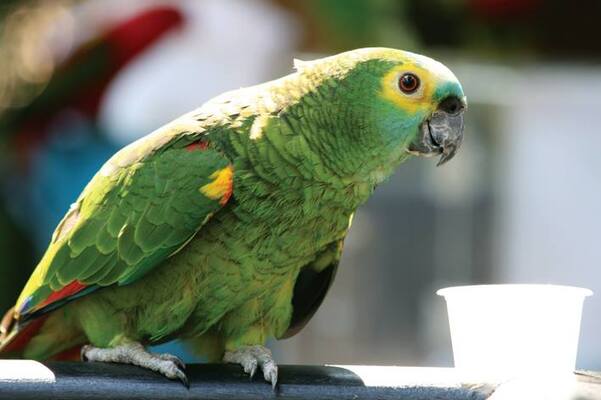 Kuala Lumpur Bird Park