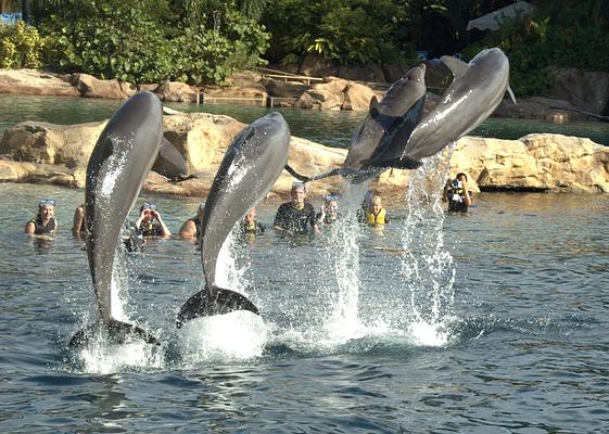 Discovery Cove