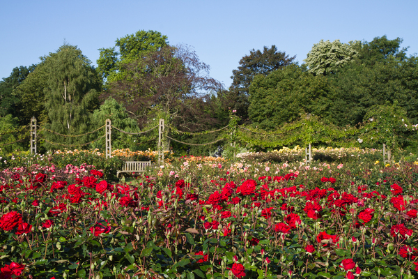 Regent's Park