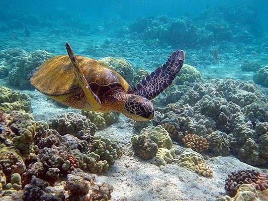 Chumbe Island Coral Park