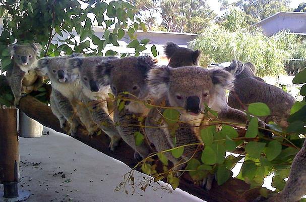 Cohunu Wildlife park