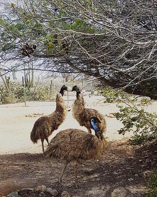 Aruba Ostrich Farm