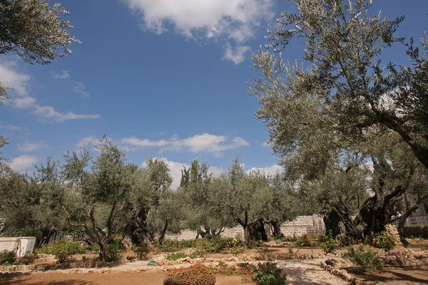 Garden of Gethsemane
