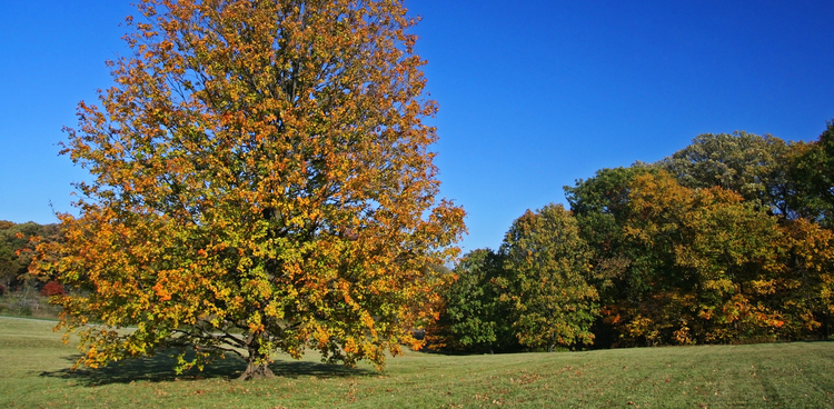 Morton Arboretum