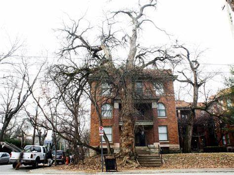 The Witches' Tree