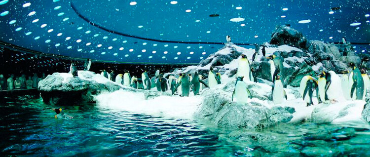 Loro Parque