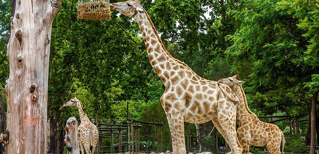 Jardim Zoologico