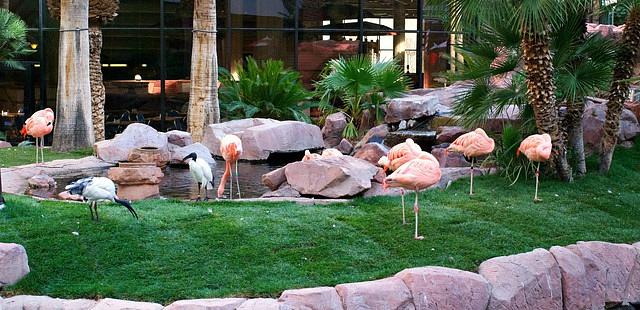 Flamingo Wildlife Habitat