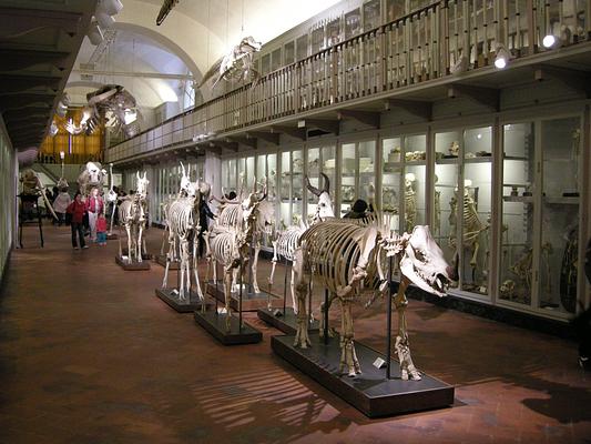 Museo di Storia Naturale - La Specola
