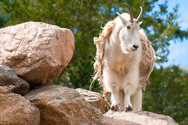 Denver Zoo