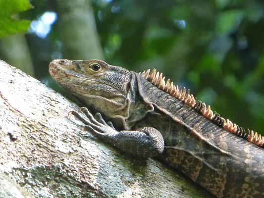 Finca Exotica Ecolodge