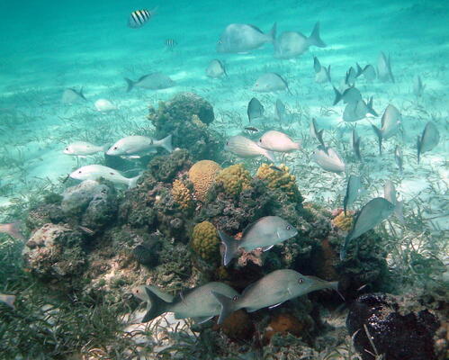 Exuma Cays Land and Sea Park