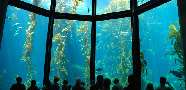 Monterey Bay Aquarium