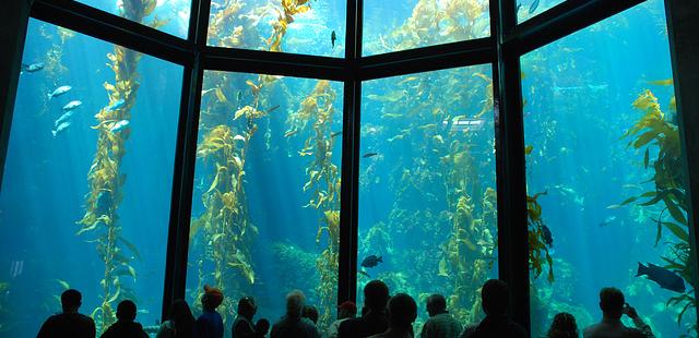 Monterey Bay Aquarium