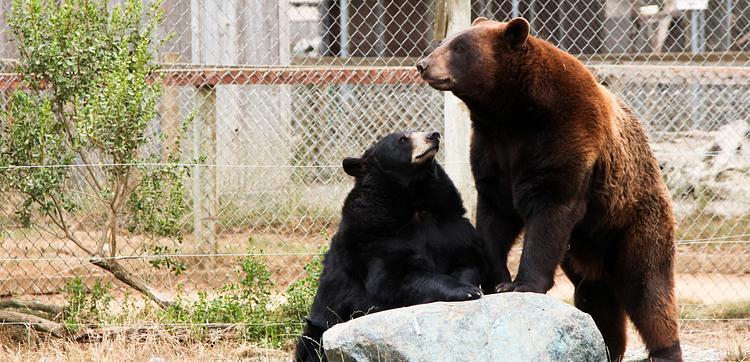 Oregon Zoo: Together for Wildlife