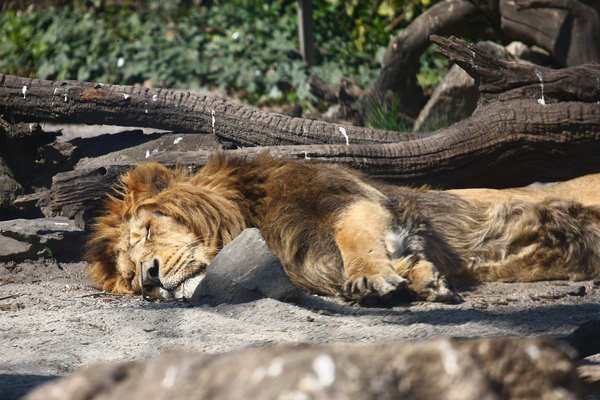 Dallas Zoo