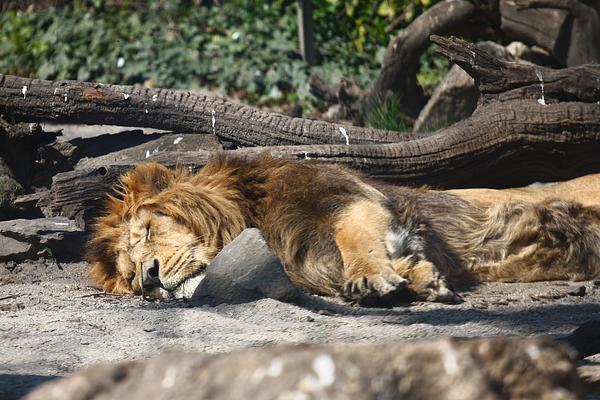 Dallas Zoo