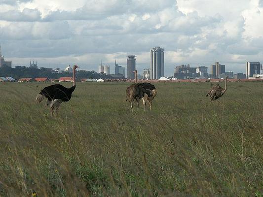 Nairobi National Park